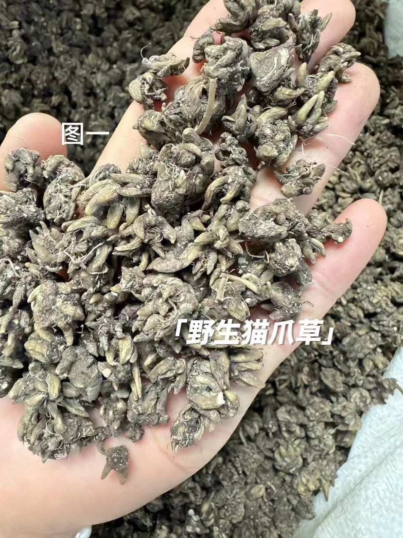 猫爪草 猫爪草一手货源全国发货量大优惠