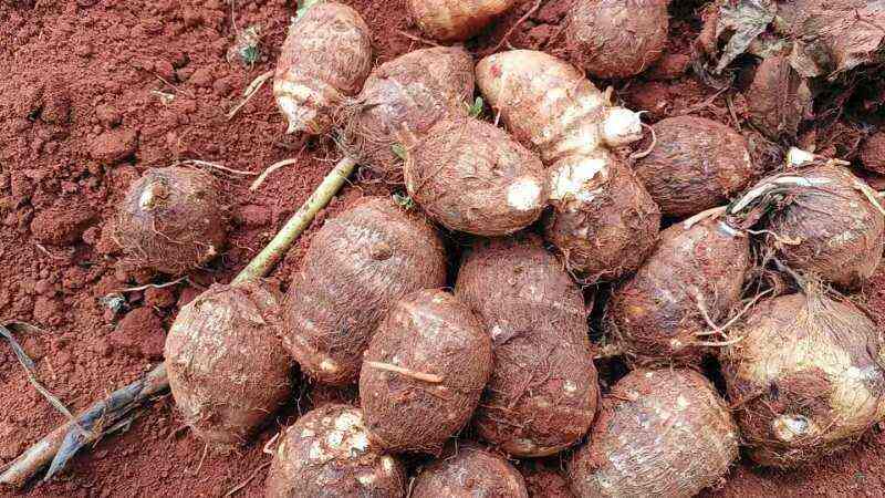 云南高原牛奶毛芋头，一手货源，货品量充足，支持一件代发