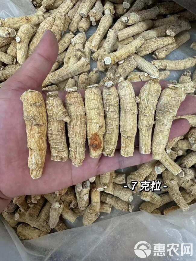 西洋参花旗参 西洋参两面粒一手货源全国发货量大价优