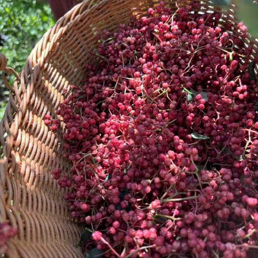茂县阿坝茂县大红袍花椒