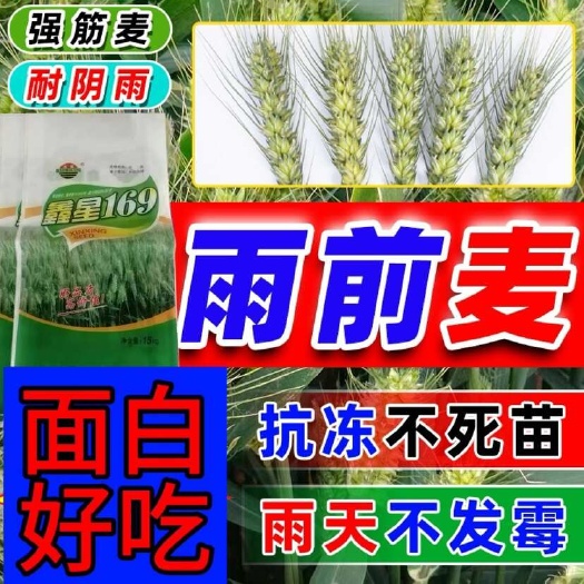 小麦种子超丰收鑫星169优质面白抗冻抗倒伏抗病矮杆大穗202