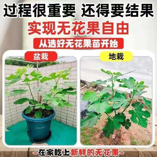 无花果树苗