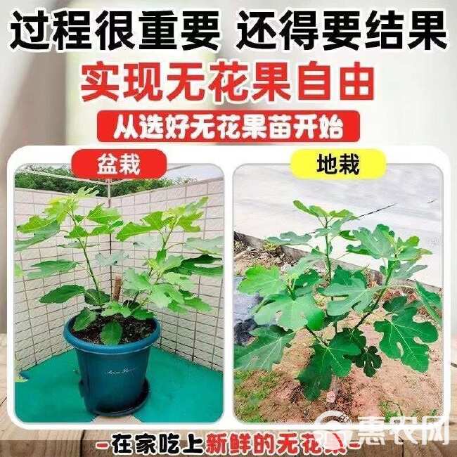 无花果树苗