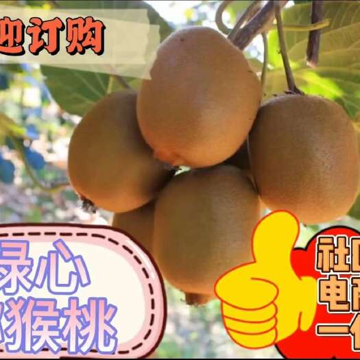 周至县绿心猕猴桃，陕西周至猕猴桃，大量供应，社区团购，果汁厂，