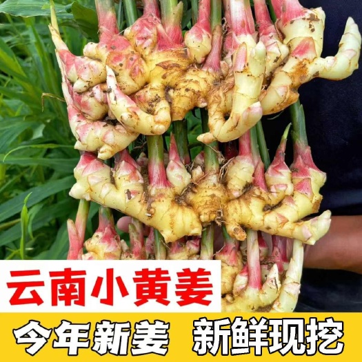 昆明云南小黃姜嫩姜1/3/5/9斤一件代發(fā)包郵批發(fā)