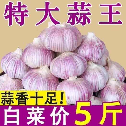 嘉祥县2024新品上架山东产地批发新鲜蒜头干鲜蒜紫皮白皮蒜蔬菜整箱