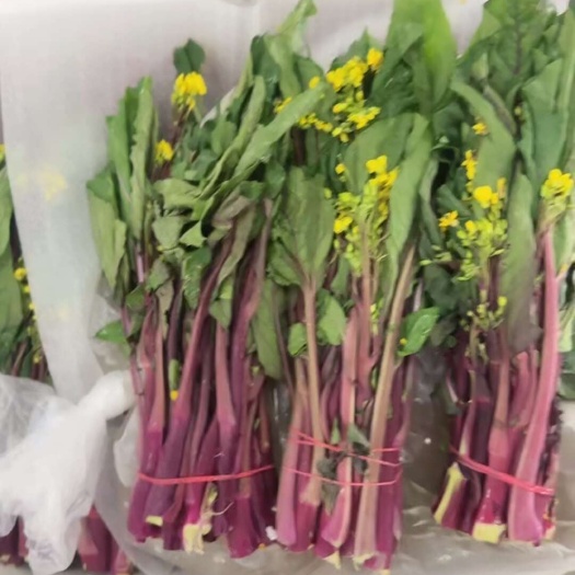 当阳市精品红菜苔销售