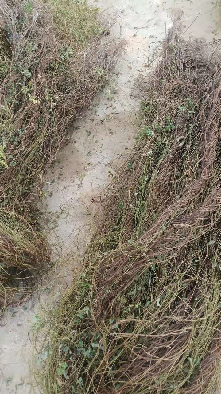 鸡骨草  无叶干草  无硫足干易储存不发霉 产地直销一手货源