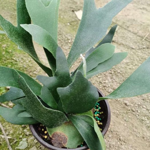 漳平市鹿角蕨基地直销，精挑细选，量大价优，一手货源