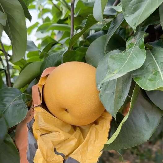 临沂秋月梨无渣口感好水分大