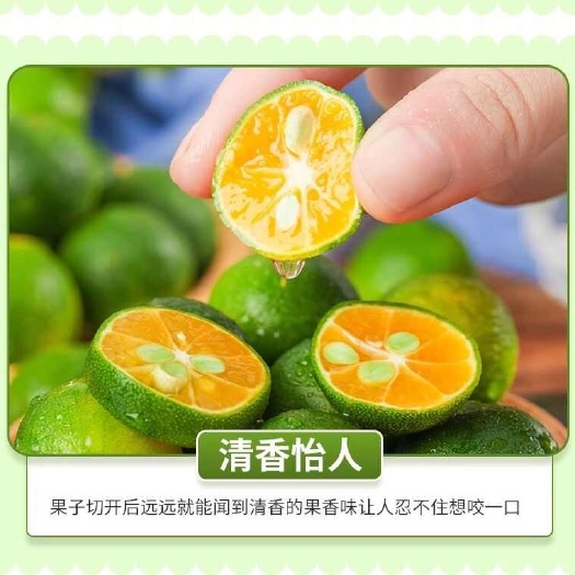 三亚海南小青桔小金桔小柠檬全国批发！