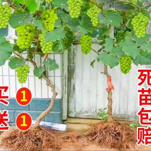 宁晋县石家庄周边4年生阳光玫瑰葡萄树苗