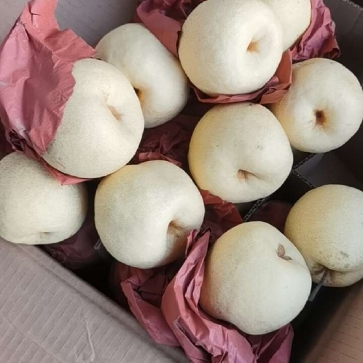 陕西酥梨
