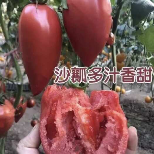 芒果番茄