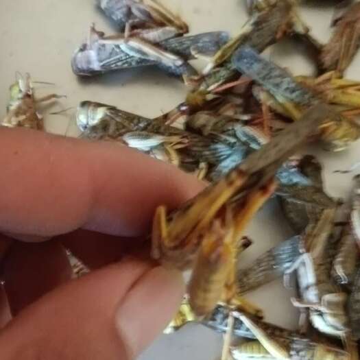 荣成市东亚飞蝗蚂蚱