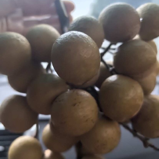 厦门厦门同安凤梨穗龙眼（桂圆）现货供应 肉厚汁多甜蜜蜜，香甜爽口