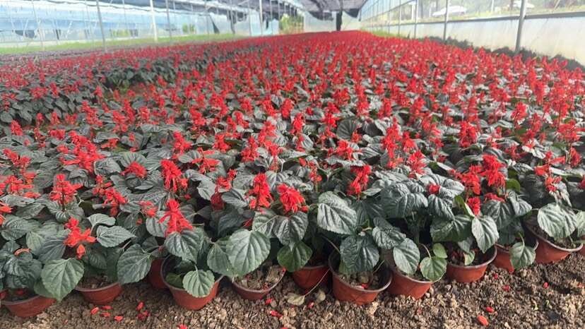 一串红时令草花国庆草花