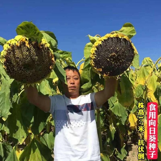 成都大型食用向日葵种子饱满高产瓜子种子大粒葵花籽阳台庭院四季种植