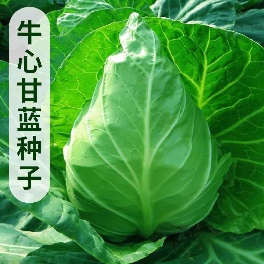 牛心甘蓝种子种籽包菜卷心菜京丰一号甘蓝种子春季秋季蔬菜孑籽种