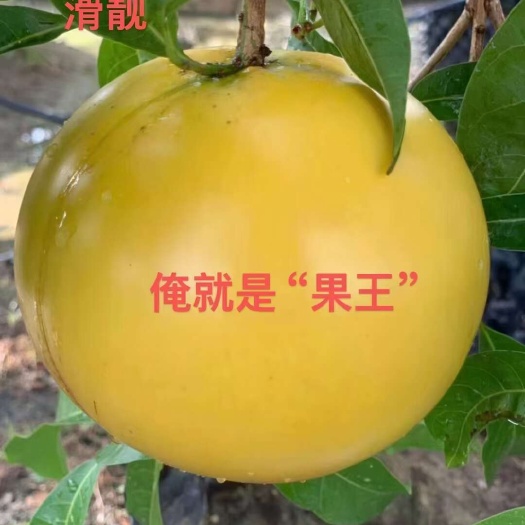 普宁市黄宝石黄晶果苗嫁接苗、黄晶6号嫁接苗 新品种