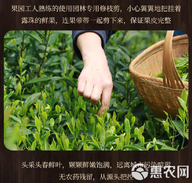 福鼎老白茶，陈皮白茶，正品陈年寿眉，新会陈皮茶，小茶饼