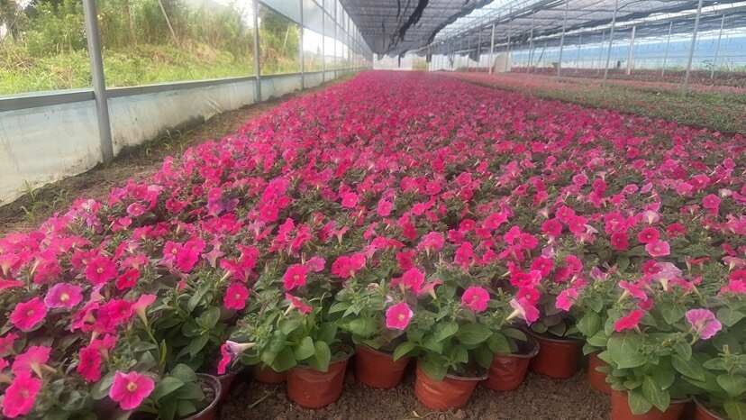 矮牵牛大红玫红蓝色时令草花国庆草花
