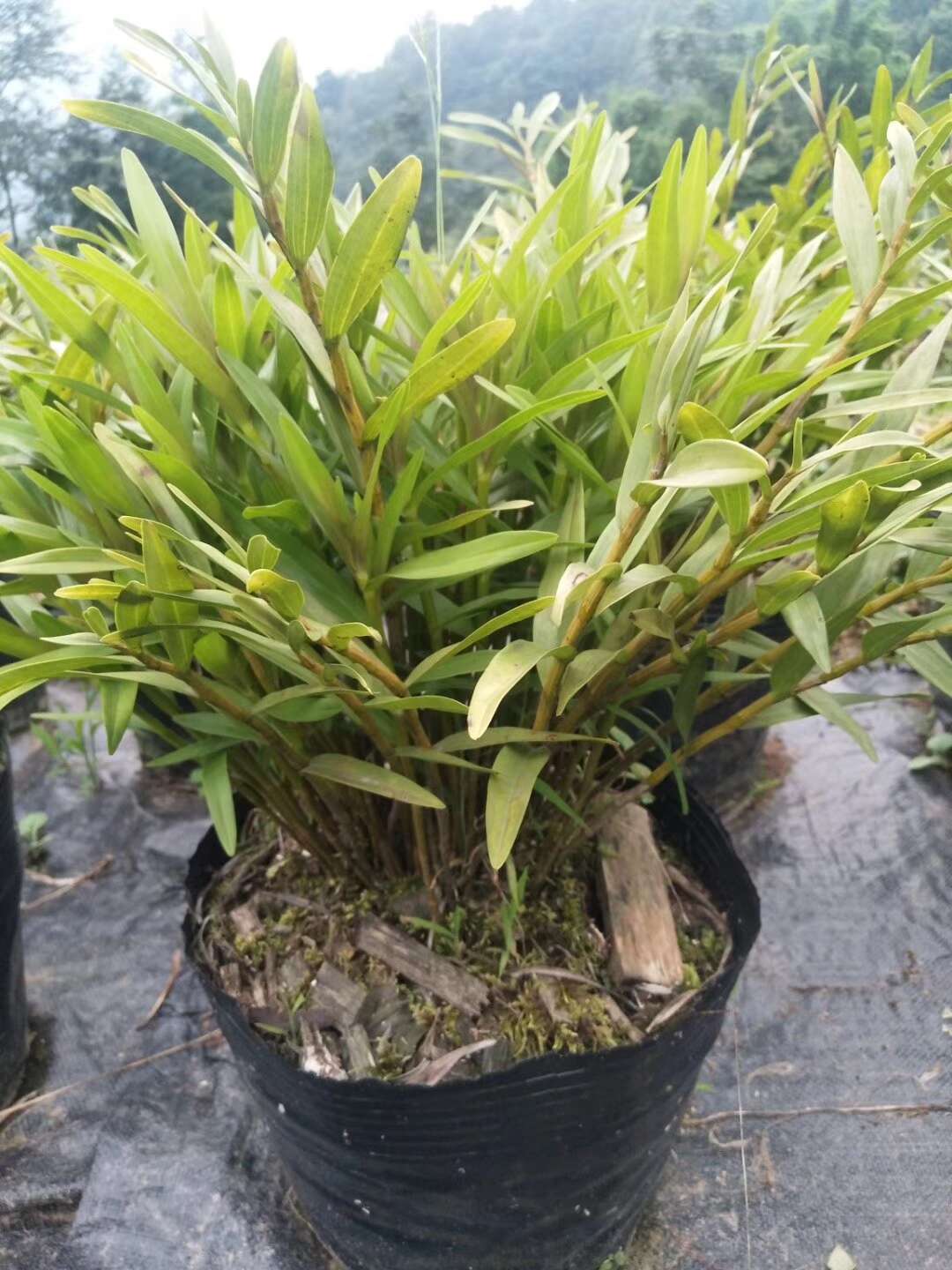 夹江叠鞘石斛种苗，黄草石斛苗