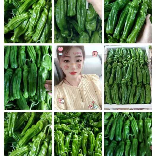 费县山东【鲜辣椒】薄皮椒 芜湖椒对接电商平台市场超市代发全国