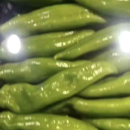定边县牛角椒
