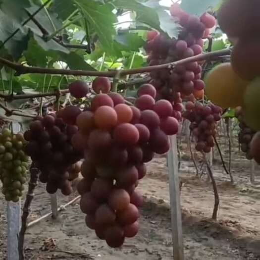 菏泽巨峰葡萄