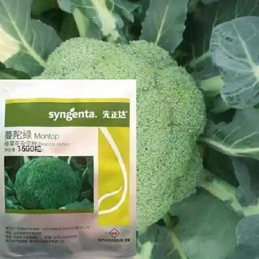 广州新货原装先正达曼陀绿菜花杂交西兰花种子