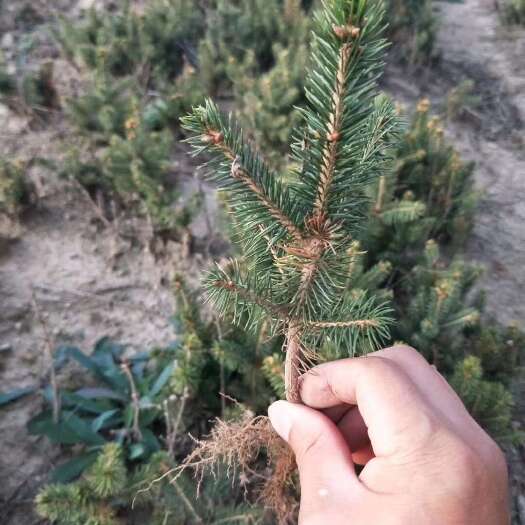 柳河县云杉小苗杯苗，定植苖，占地苗，东北货源，量大从优成活率高