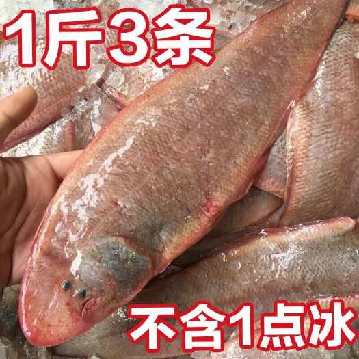 连云港纯真龙利鱼舌头鱼冷冻踏板鱼鳎米鱼牛舌鱼速冻新鲜非巴沙鱼