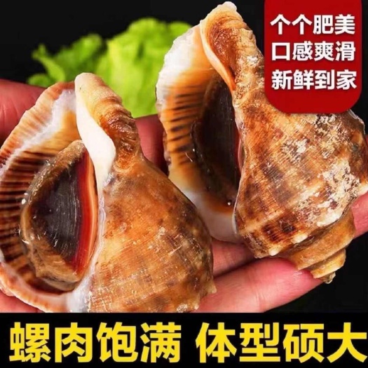 连云港海螺批发鲜活特大小中特大贝壳海螺水产贝类海鲜水产田螺类