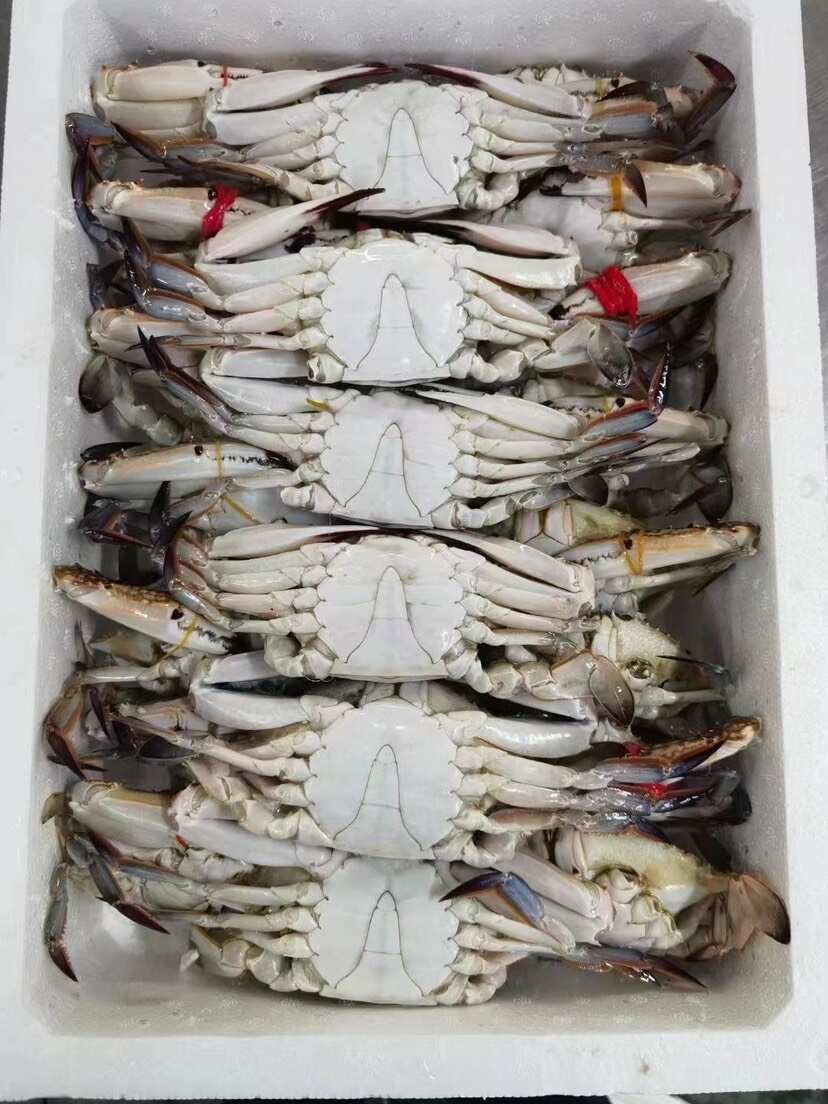 高品质排箱冷冻梭子蟹