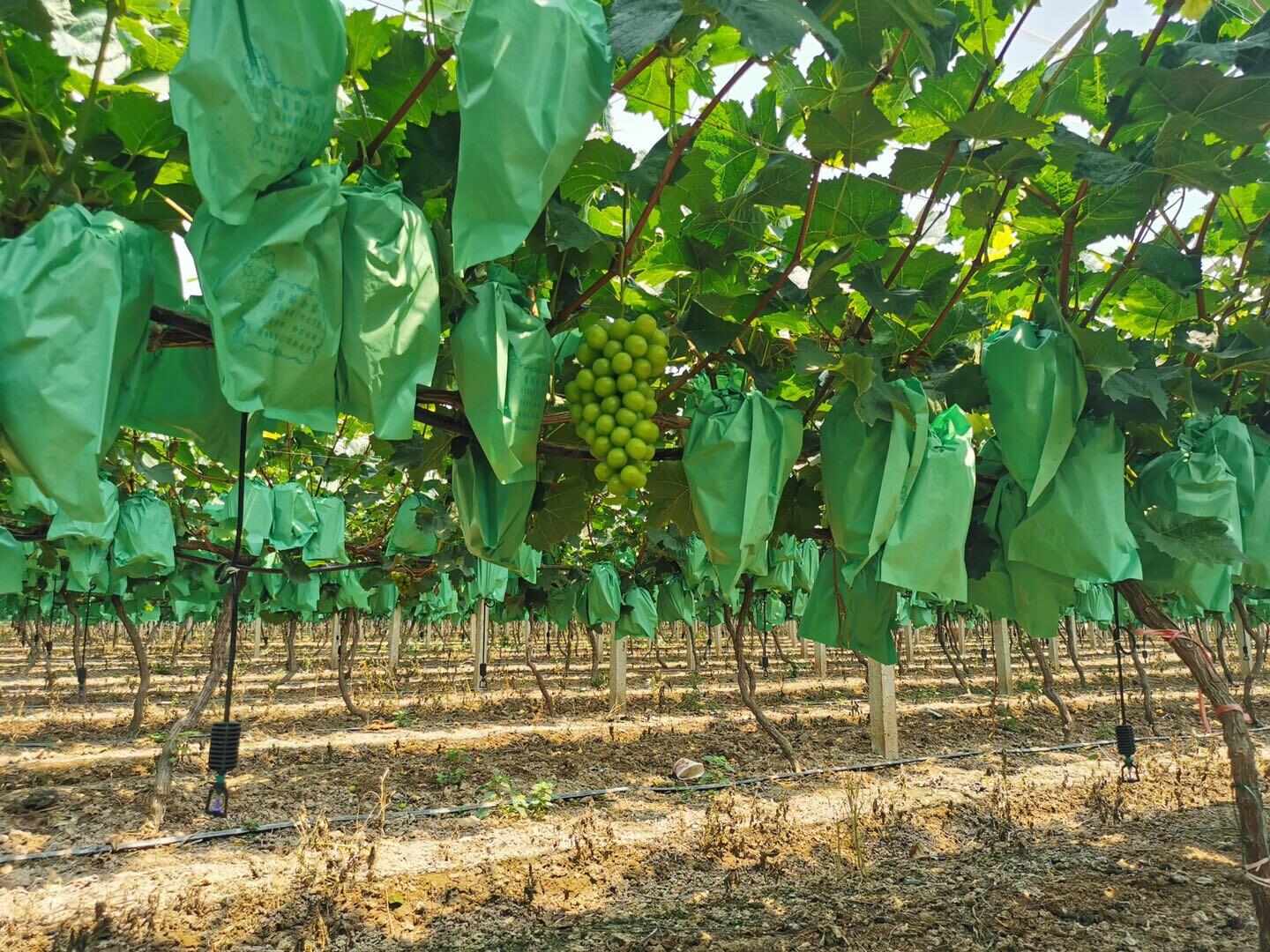 阳光玫瑰整串梦幻晴王葡萄青提无籽提子应季新鲜水果批发