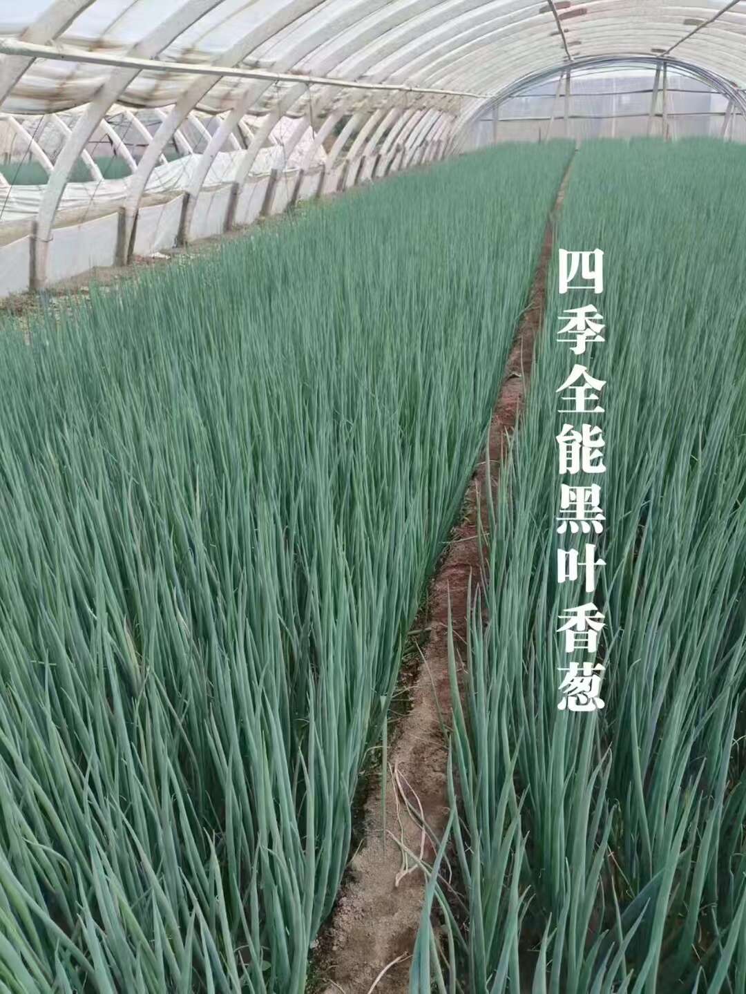 四季全能黑叶香葱种子小香葱种子小葱种子