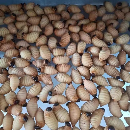 活虫，竹虫养殖，大量活虫现货供应，保质保量，欢迎咨询