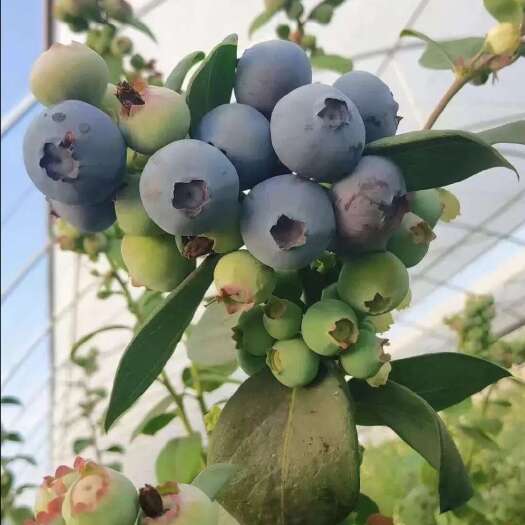 蒙自市来自高原的生态蓝莓