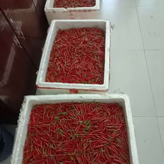 凯里市小米椒