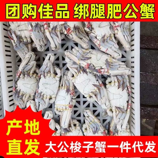 连云港单冻高品质大公梭子蟹，当天现捕 梭子蟹鲜活速冻批发价