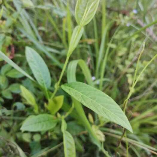 灵山县葫芦茶