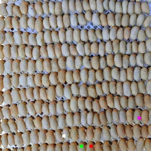 遂溪县竹虫养殖，大量冻品现货竹笋虫，量大价优