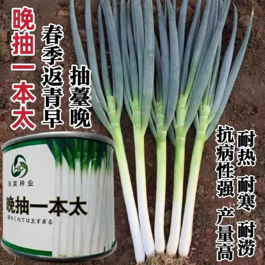 沭阳县晚抽一本太大葱种子晚抽苔耐热耐寒刚葱钢葱丰产章丘大葱种子籽孑