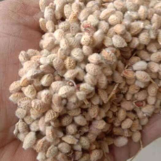 皋兰县花棒，抗寒耐旱抗风沙，饲用价值大。
