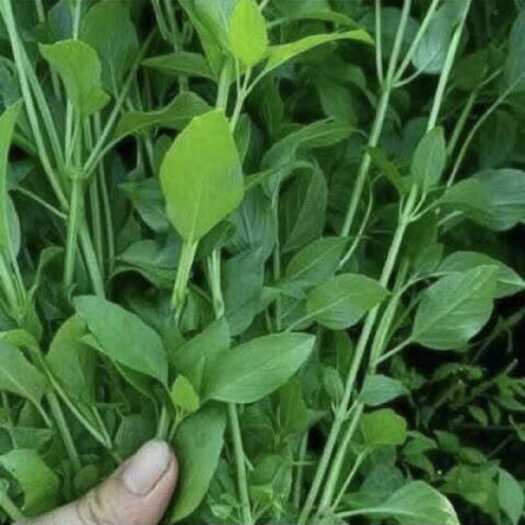 田东县量大质优