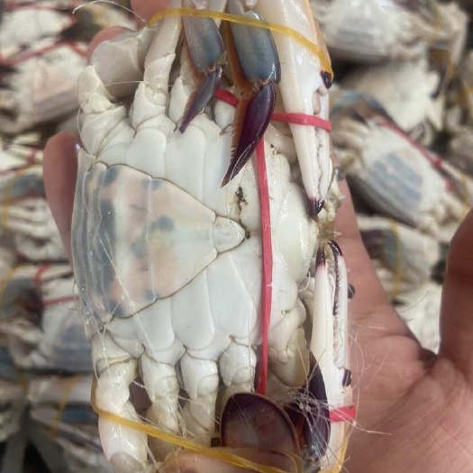 连云港新鲜满黄满肉的三角蟹花旗蟹小姑娘蟹二母蟹