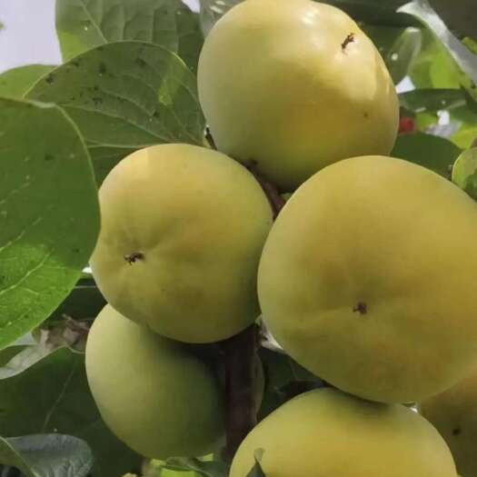 桐乡市太秋柿子