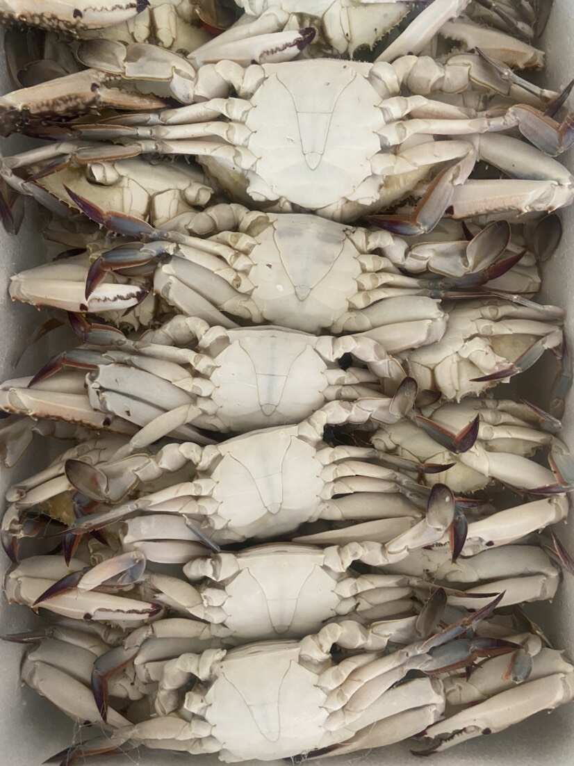 高品质排箱冷冻梭子蟹