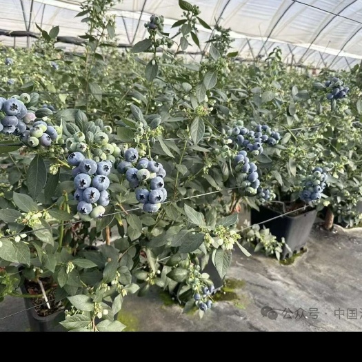 蒙自市大果早熟、晚熟蓝莓种苗